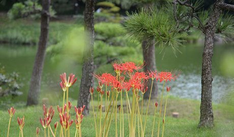 Garden in Tokyo